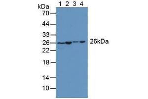 Figure. (Adenylate Kinase 2 抗体  (AA 64-232))