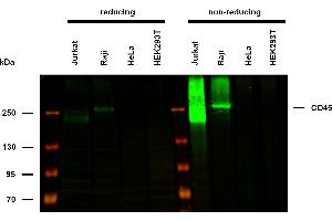 Anti-Hu CD45 Purified (clone MEM-28) works in WB application under non-reducing conditions. (CD45 抗体)
