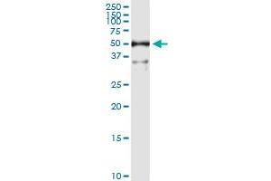 Immunoprecipitation of ALDH3A1 transfected lysate using anti-ALDH3A1 MaxPab rabbit polyclonal antibody and Protein A Magnetic Bead , and immunoblotted with ALDH3A1 purified MaxPab mouse polyclonal antibody (B01P) . (ALDH3A1 抗体  (AA 1-453))