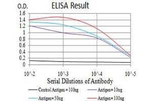 Black line: Control Antigen (100 ng), Purple line: Antigen(10 ng), Blue line: Antigen (50 ng), Red line: Antigen (100 ng), (ATG16L1 抗体  (AA 11-257))