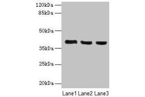 Western blot All lanes: C9orf64 antibody at 1 μg/mL Lane 1: Hela whole cell lysate Lane 2: K562 whole cell lysate Lane 3: HepG2 whole cell lysate Secondary Goat polyclonal to rabbit IgG at 1/10000 dilution Predicted band size: 40 kDa Observed band size: 40 kDa (C9orf64 抗体  (AA 182-341))