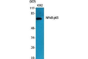 Western Blot (WB) analysis of specific cells using NFkappaB-p65 Polyclonal Antibody. (NF-kB p65 抗体  (Thr72))