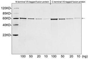 Image no. 3 for anti-V5 Epitope Tag antibody (ABIN294568) (V5 Epitope Tag 抗体)