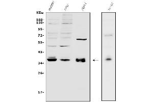 anti-Transcription Factor MafA (MAFA) (AA 136-167), (Middle Region) antibody
