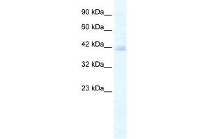WB Suggested Anti-KCTD18 Antibody Titration:  5. (KCTD18 抗体  (N-Term))