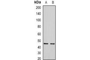 Western blot analysis of SIRT7 expression in HEK293T (A), Hela (B) whole cell lysates. (SIRT7 抗体)