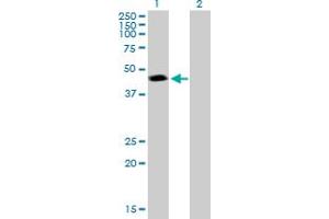 Western Blot analysis of PSMC3 expression in transfected 293T cell line by PSMC3 MaxPab polyclonal antibody.