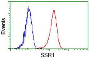Image no. 2 for anti-Signal Sequence Receptor, alpha (SSR1) antibody (ABIN1501154) (SSR1 抗体)