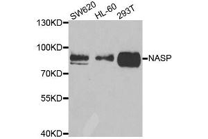 Western blot analysis of extracts of various cell lines, using NASP antibody. (NASP 抗体  (AA 180-449))