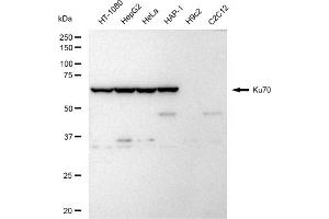 Western blotting analysis using Ku70 antibody (ABIN7800877). (Recombinant XRCC6 抗体)