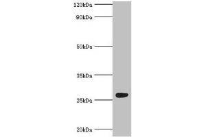 Western blot All lanes: Fibroblast growth factor-binding protein 1 antibody at 5 μg/mL + Mouse skeletal muscle tissue Secondary Goat polyclonal to rabbit IgG at 1/10000 dilution Predicted band size: 26 kDa Observed band size: 26 kDa (FGFBP1 抗体  (AA 24-234))