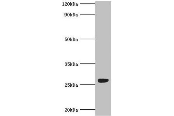 FGFBP1 抗体  (AA 24-234)