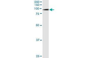 Immunoprecipitation of SMURF1 transfected lysate using anti-SMURF1 monoclonal antibody and Protein A Magnetic Bead , and immunoblotted with SMURF1 MaxPab rabbit polyclonal antibody. (SMURF1 抗体  (AA 165-268))