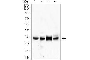 Western Blotting (WB) image for anti-CD99 (CD99) (AA 1-185) antibody (ABIN7193656)