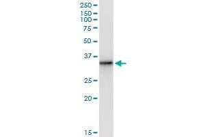 Immunoprecipitation of THTPA transfected lysate using anti-THTPA MaxPab rabbit polyclonal antibody and Protein A Magnetic Bead , and immunoblotted with THTPA purified MaxPab mouse polyclonal antibody (B01P) . (THTPA 抗体  (AA 1-230))