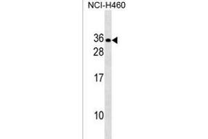 RLN2 Antibody (C-term) (ABIN1536713 and ABIN2838201) western blot analysis in NCI- cell line lysates (35 μg/lane). (Relaxin 2 抗体  (C-Term))