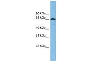 Image no. 1 for anti-E3 ubiquitin-protein ligase RAD18 (RAD18) (AA 251-300) antibody (ABIN6744741) (RAD18 抗体  (AA 251-300))