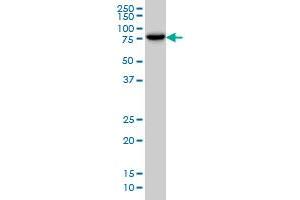 RNF12 monoclonal antibody (M01), clone 1G10.