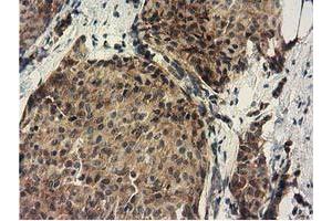 Immunohistochemistry (IHC) image for anti-DnaJ (Hsp40) Homolog, Subfamily A, Member 2 (DNAJA2) antibody (ABIN1497861) (DNAJA2 抗体)