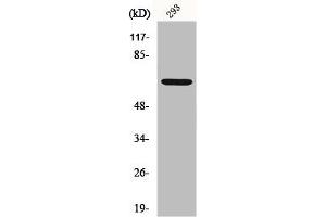 Western Blot analysis of HT29 cells using GNL3L Polyclonal Antibody (GNL3L 抗体  (Internal Region))