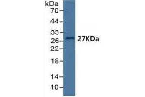 Mouse Capture antibody from the kit in WB with Positive Control: Human serum. (BDNF ELISA 试剂盒)