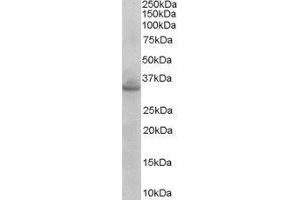 ABIN2560228 (0. (STX1A 抗体  (N-Term))