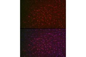 Immunofluorescence analysis of rat liver cells using NR5 Rabbit pAb (ABIN6133574, ABIN6144832, ABIN6144834 and ABIN6217774) at dilution of 1:100 (40x lens).