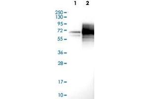 Western Blot (Cell lysate) analysis with MSR1 polyclonal antibody  at 1:100 - 1:250 dilution Lane 1: Negative control (vector only transfected HEK293T lysate) Lane 2: Over-expression lysate (Co-expressed with a C-terminal myc-DDK tag (~3. (Macrophage Scavenger Receptor 1 抗体)