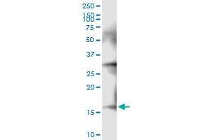 Immunoprecipitation of NDUFA13 transfected lysate using anti-NDUFA13 MaxPab rabbit polyclonal antibody and Protein A Magnetic Bead , and immunoblotted with NDUFA13 MaxPab mouse polyclonal antibody (B02) . (NDUFA13 抗体  (AA 1-144))