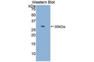 Western Blotting (WB) image for anti-Coagulation Factor XI (F11) (AA 157-389) antibody (ABIN1858747) (Factor XI 抗体  (AA 157-389))