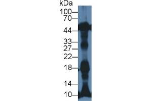 Western Blot; Sample: Rat Heart lysate; Primary Ab: 1µg/ml Rabbit Anti-Mouse NT-ProANP Antibody Second Ab: 0. (PRO-ANP 抗体  (N-Term))