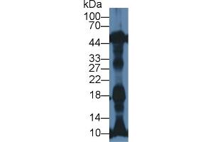 Western Blot; Sample: Rat Heart lysate; Primary Ab: 1µg/ml Rabbit Anti-Mouse NT-ProANP Antibody Second Ab: 0. (PRO-ANP 抗体  (N-Term))