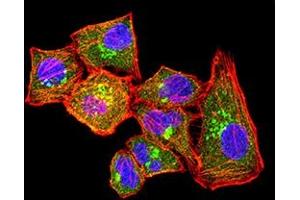 Immunofluorescence analysis of Hela cells using CLL1 mouse mAb (green). (CLEC12A 抗体  (AA 65-265))