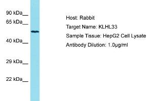Host: Rabbit Target Name: KLHL33 Sample Tissue: Human HepG2 Whole Cell Antibody Dilution: 1ug/ml (KLHL33 抗体  (N-Term))