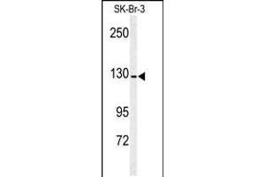 Western blot analysis of ANPEP antibody in SK-Br-3 cell line lysates (35ug/lane) (CD13 抗体  (AA 615-641))