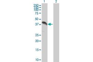 Western Blot analysis of ZFP42 expression in transfected 293T cell line by ZFP42 MaxPab polyclonal antibody. (ZFP42 抗体  (AA 1-310))