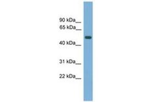 Image no. 1 for anti-Amnionless (AMN) (AA 35-84) antibody (ABIN6746315) (AMN 抗体  (AA 35-84))
