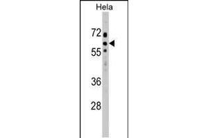 SOCS7 Antibody (C-term) (ABIN1537362 and ABIN2848756) western blot analysis in Hela cell line lysates (35 μg/lane). (SOCS7 抗体  (C-Term))