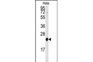 The anti-PBP Pab (ABIN392674 and ABIN2842167) is used in Western blot to detect PBP in HeLa cell lysate. (PEBP1 抗体  (N-Term))