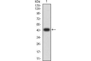 Western blot analysis using TNFSF13B mAb against human TNFSF13B (AA: 116-278) recombinant protein. (BAFF 抗体  (AA 116-278))