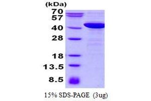 Image no. 1 for Neutrophil Cytosolic Factor 4, 40kDa (NCF4) protein (His tag) (ABIN1098430)