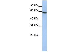 Western Blotting (WB) image for anti-Fanconi Anemia, Complementation Group E (FANCE) (AA 1-13), (Middle Region) antibody (ABIN630869)