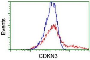HEK293T cells transfected with either RC213080 overexpress plasmid (Red) or empty vector control plasmid (Blue) were immunostained by anti-CDKN3 antibody (ABIN2455061), and then analyzed by flow cytometry. (CDKN3 抗体)
