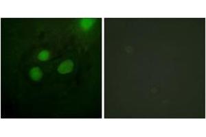 Immunofluorescence (IF) image for anti-Replication Protein A2, 32kDa (RPA2) (AA 10-59) antibody (ABIN2888859) (RPA2 抗体  (AA 10-59))