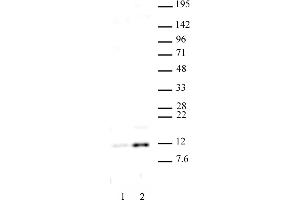 Histone H4 acetyl Lys16 antibody (pAb) tested by Western blot. (Histone H4 抗体  (acLys16))