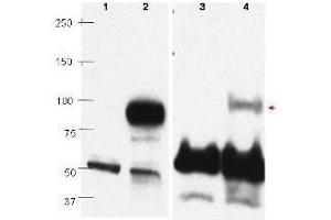 Western blots using  affinity purified anti-PRDM1/BLIMP1 antibody show detection of overexpressed PRDM1/BLIMP1 in whole transfected Raji cell lysate (lane 2) at ~88kDa. (PRDM1 抗体  (C-Term))