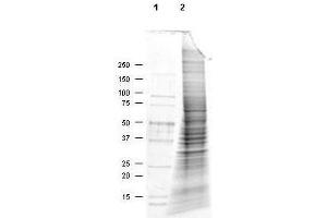 Coommassie stained SDS-PAGE of 30 µg of MDA-MB-435S Whole Cell Lysate resolved using a 4-20% gradient gel under reducing conditions (lane 2). (MDA-MB-435S Whole Cell Lysate)