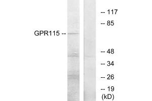 Western blot analysis of extracts from COLO205 cells, using GPR115 antibody. (G Protein-Coupled Receptor 115 抗体  (Internal Region))