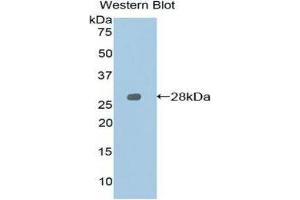 Western Blotting (WB) image for anti-Signaling Lymphocytic Activation Molecule Family Member 1 (SLAMF1) (AA 19-236) antibody (ABIN1860566) (SLAMF1 抗体  (AA 19-236))