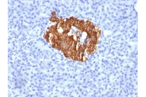 Formalin-fixed, paraffin-embedded human Pancreas stained with Insulin Monoclonal Antibody (K36aC10). (Insulin 抗体)